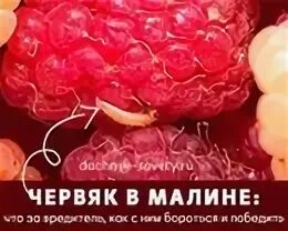 Как из малины убрать червяков перед варкой. Как из малины убрать червяков перед варкой
