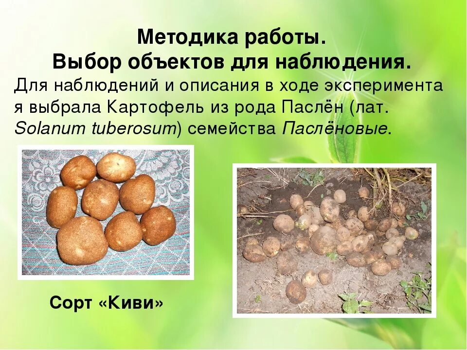 Картофель киви описание сорта