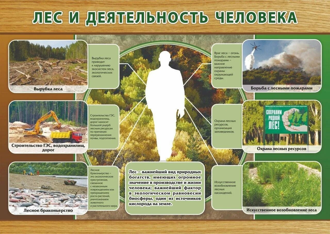 Хоз деятельность смешанных и широколиственных. Деятельность человека в смешанных лесах. смешанные и широколиственные леса деятельность человека. деятельность человека смешанных и широколиственных лесов. деятельность человека в зоне широколиственных лесов.