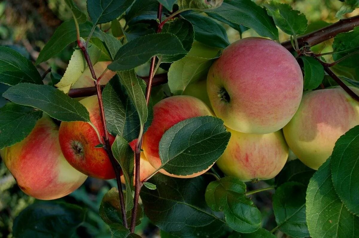 Яблоня полукультурка уральское наливное. Райские яблочки сорт яблок. Яблоня медовка. Яблоня медуница. Яблоня медовка наливная.