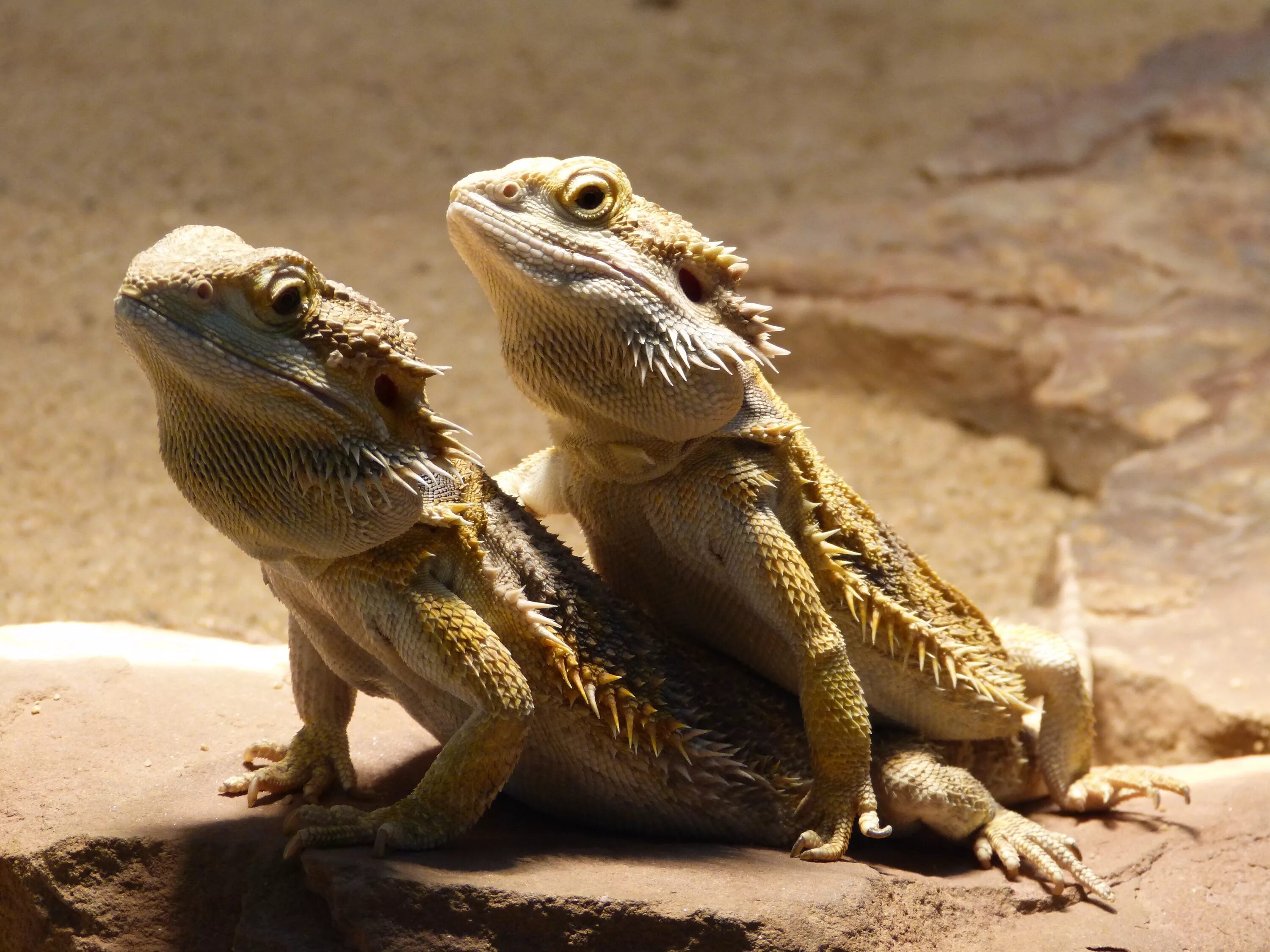 Бородатая агама дракон. Pogona vitticeps бородатая агама. Ящерица дракон агама.