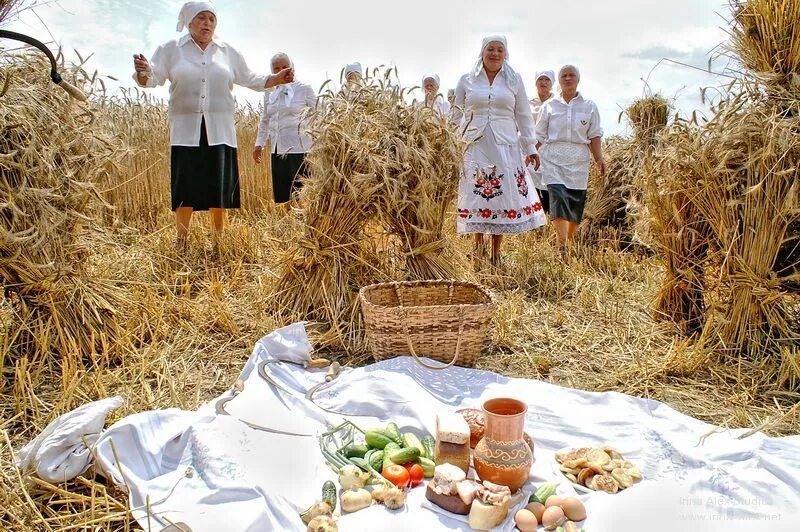 Собирают люди хлеб