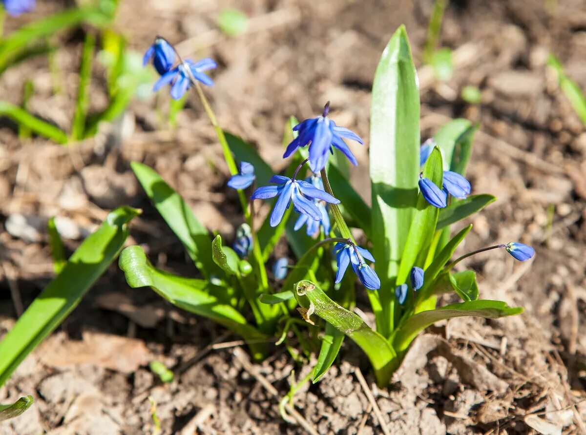 первоцветы башкирии. прострел раскрытый первоцвет. знаменка первоцветы. первоцветы краснодара. крокус ветреница, подснежник,медуница.