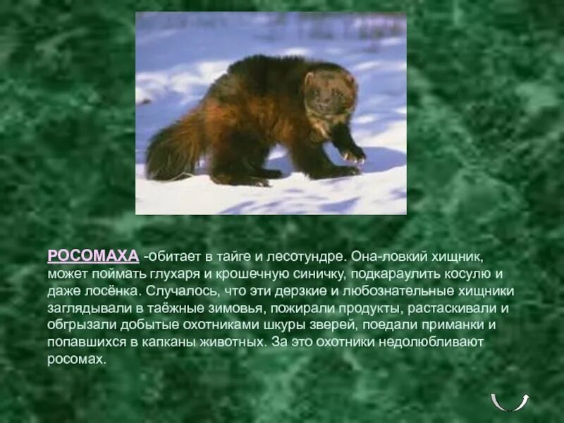 Где водится росомаха. Росомаха в тайге. звери обитающие в тайге. росомаха о животном. росомаха доклад.