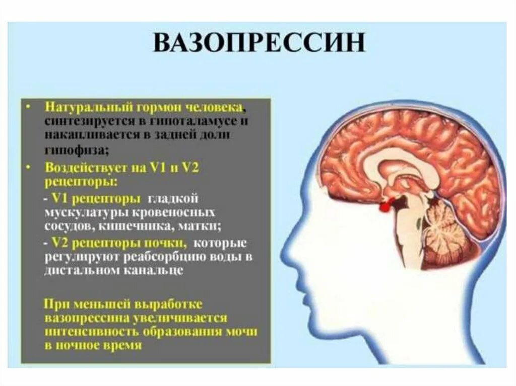 Гормоны вырабатываемые мозгом