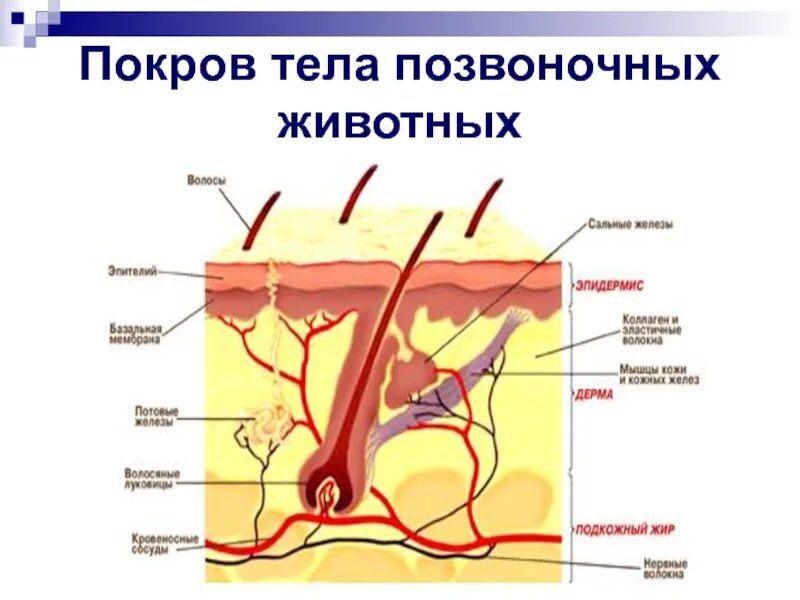 Строение кожных покровов позвоночных. Покровы тела позвоночных животных. Кожные покровы позвоночных животных. Функции кожных покровов позвоночных животных. Кожа беспозвоночных