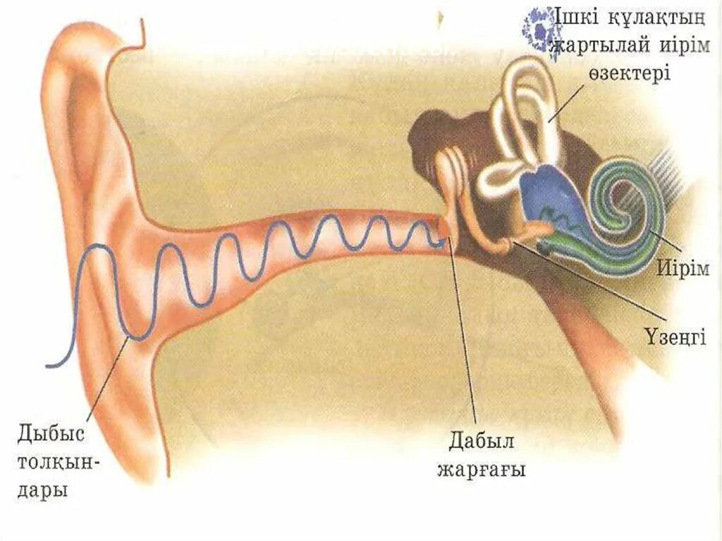 Есту места