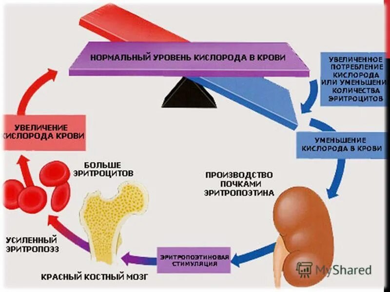 Синтез эритроцитов