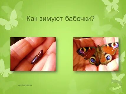 Как зимуют бабочки