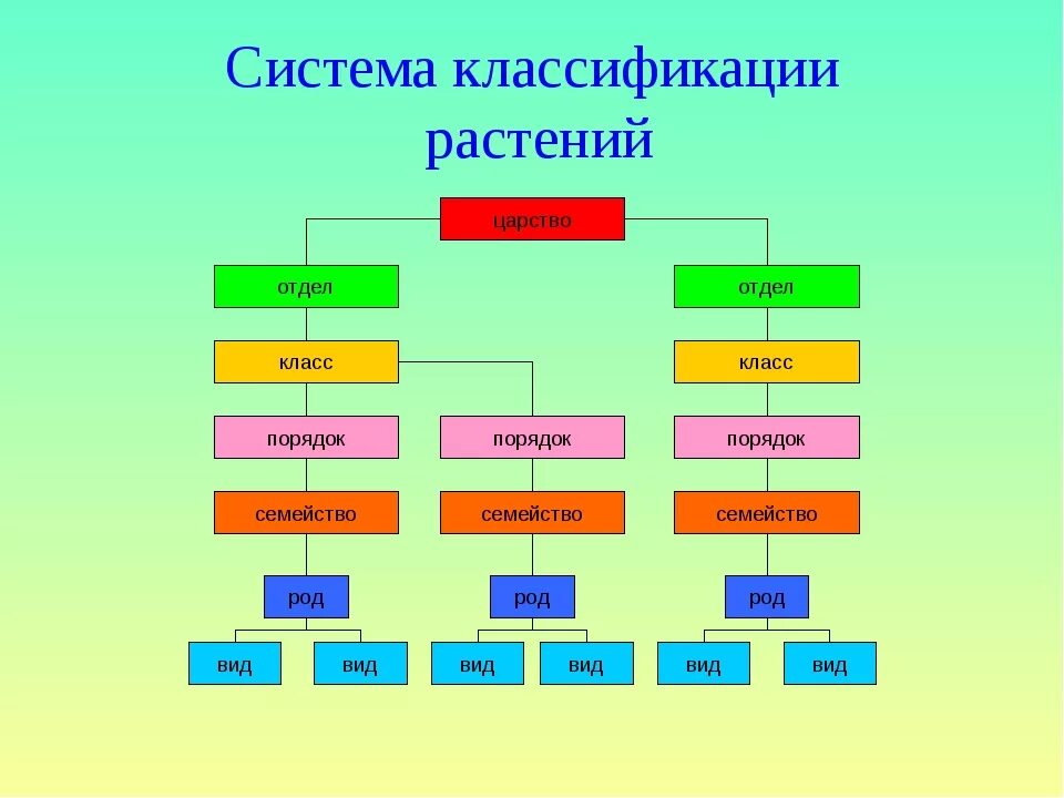 Понятия систематика. Схема растения царство отдел класс порядок семейство род вид. Систематика растений царство отделы. Систематика растений: царства,отдел,класс,род,вид. Царства отделы классы растений таблица.