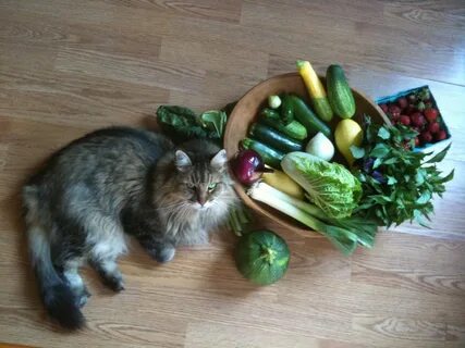 Cat vegetables