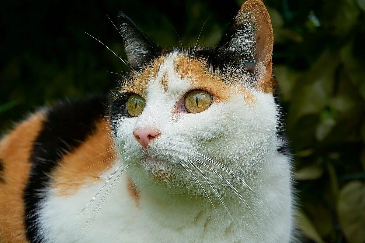 Трехшерстная кошка. Трёхцветная кошка. Котики трехцветные. Трехцветная гладкошерстная кошка. Трехцветная кошечка