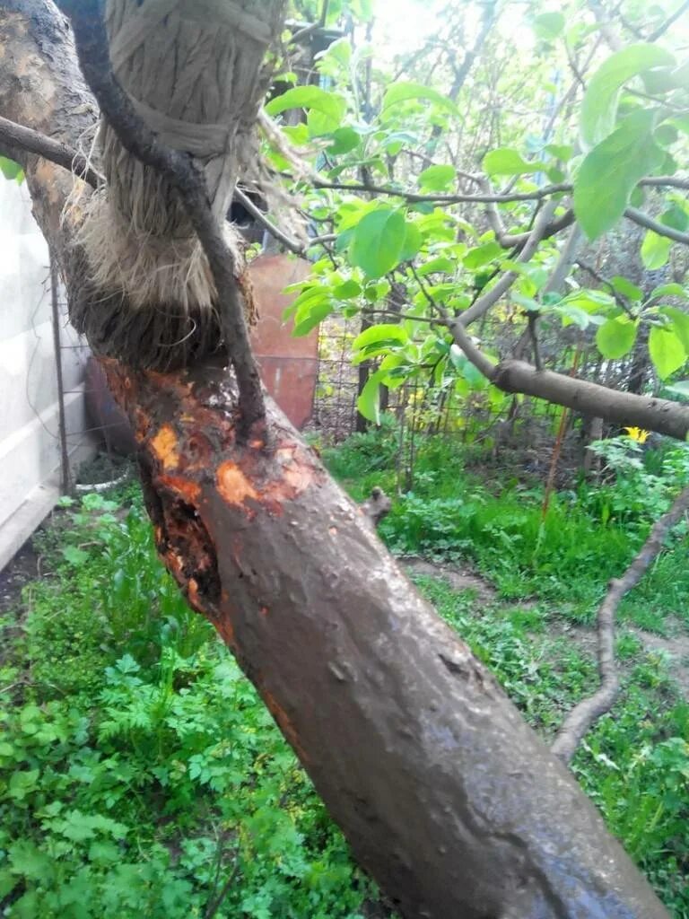 Как обрабатывают стволы