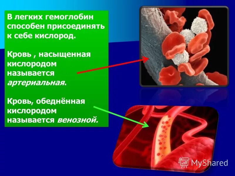 Кровь насыщается кислородом в легких