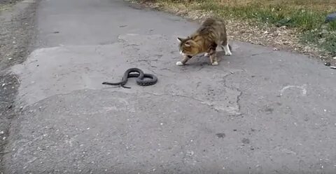 Где происходила схватка кота и змея