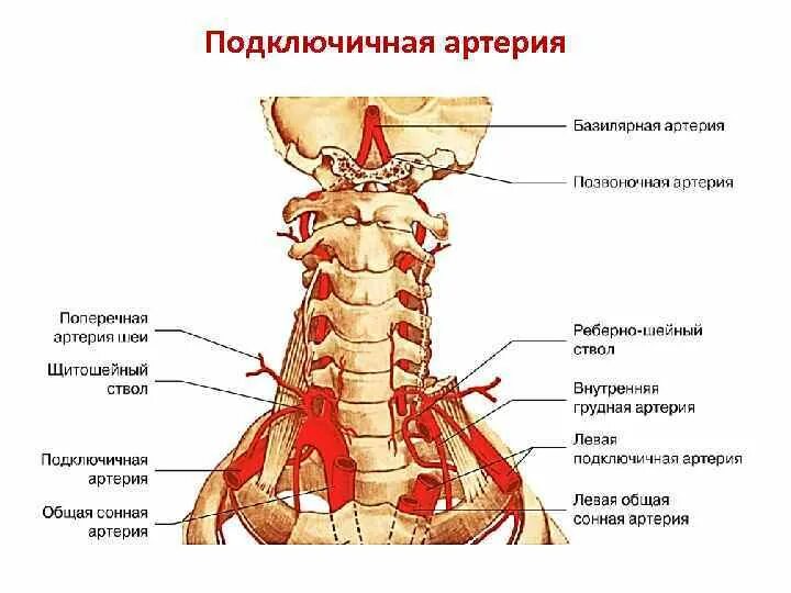 Кровоснабжение межпозвоночных дисков. Анатомия сосудов подключичная артерия. Топография подключичной артерии. Синтопия подключичной артерии. Подключичная артерия топография ветви.