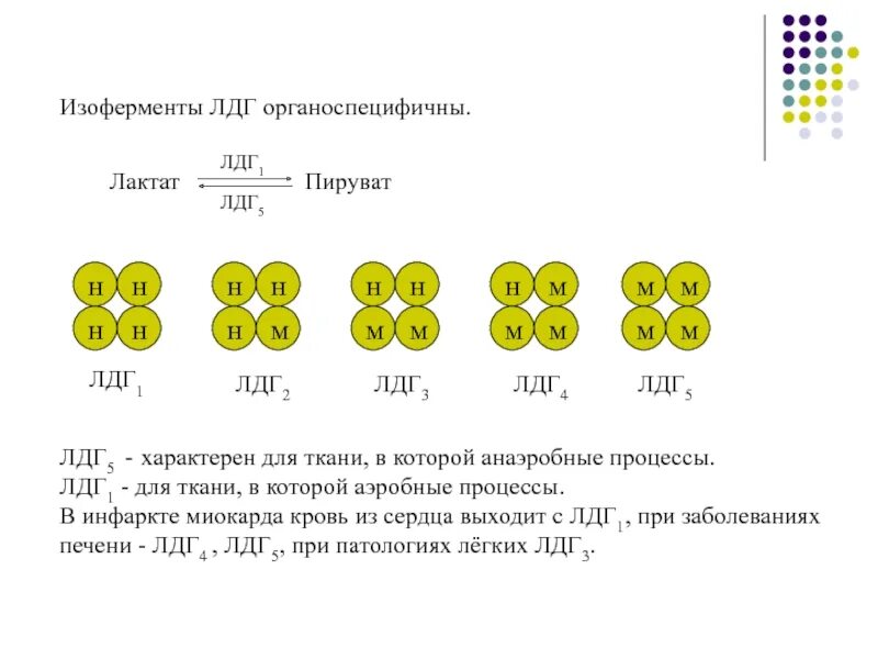 Ферменты изоферменты. Строение изоферментов ЛДГ. ЛДГ 1 И ЛДГ 2. Изоферменты лактатдегидрогеназы (ЛДГ). Изоферменты особенности строения.