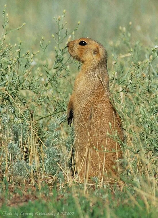 Суслик 7 букв. Желтый суслик Spermophilus fulvus. Суслик песчаник. Суслик желтый Саратовской области. Рыжий суслик.