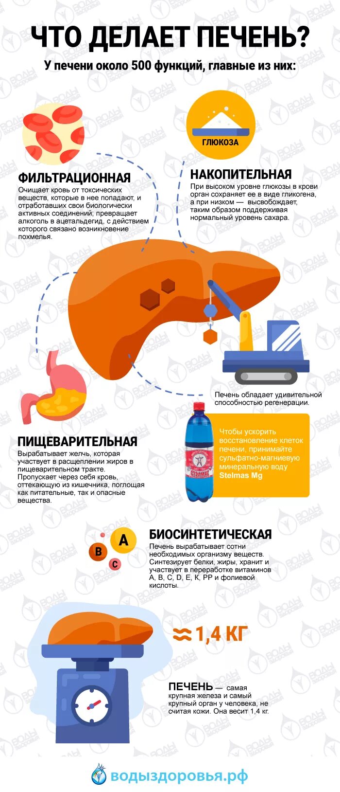 Как восстановить печень в домашних условиях. Что делает печень. Печень очищает кровь от вредных веществ. Печень инфографика. Очистить печень.