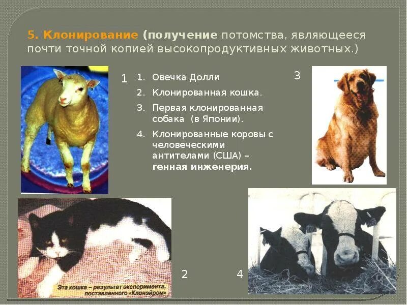Клонирование животных людей. Клонирование животных. клонирование растений и животных. клонирование в селекции. клонирование в селекции животных.