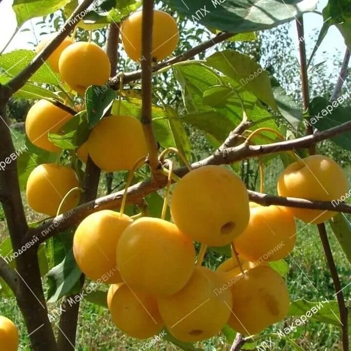полукультурная яблоня (янтарь). яблоня московское ожерелье колоновидная. ранетки дерево. где растет яблоня. яблоня рудольф плоды.