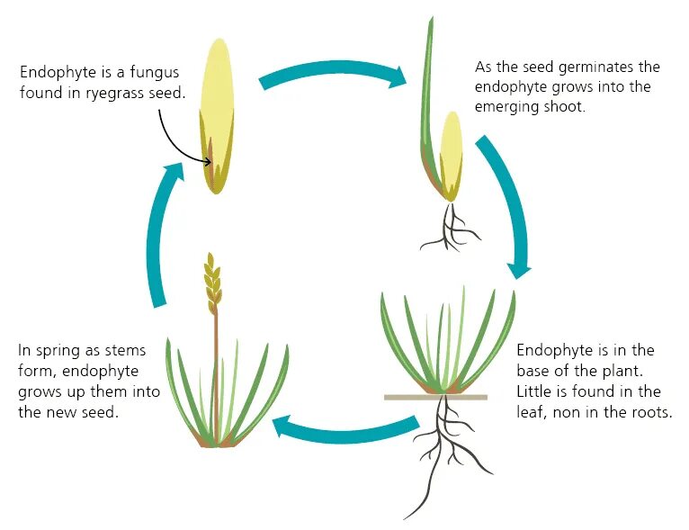 Seeding for a new generation
