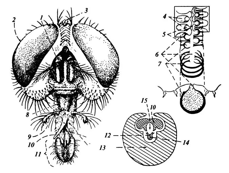 Строение хоботка мухи. Ротовой аппарат комнатной мухи (Musca domestica). Лижущий ротовой аппарат мухи. Двукрылые ротовой аппарат.