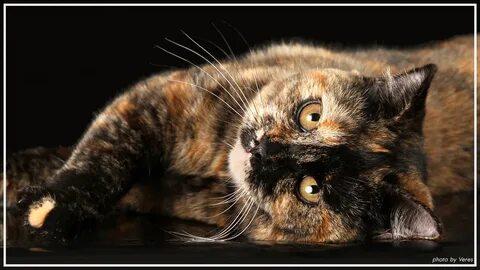 Кошка черепаховая кот черный определите потомство