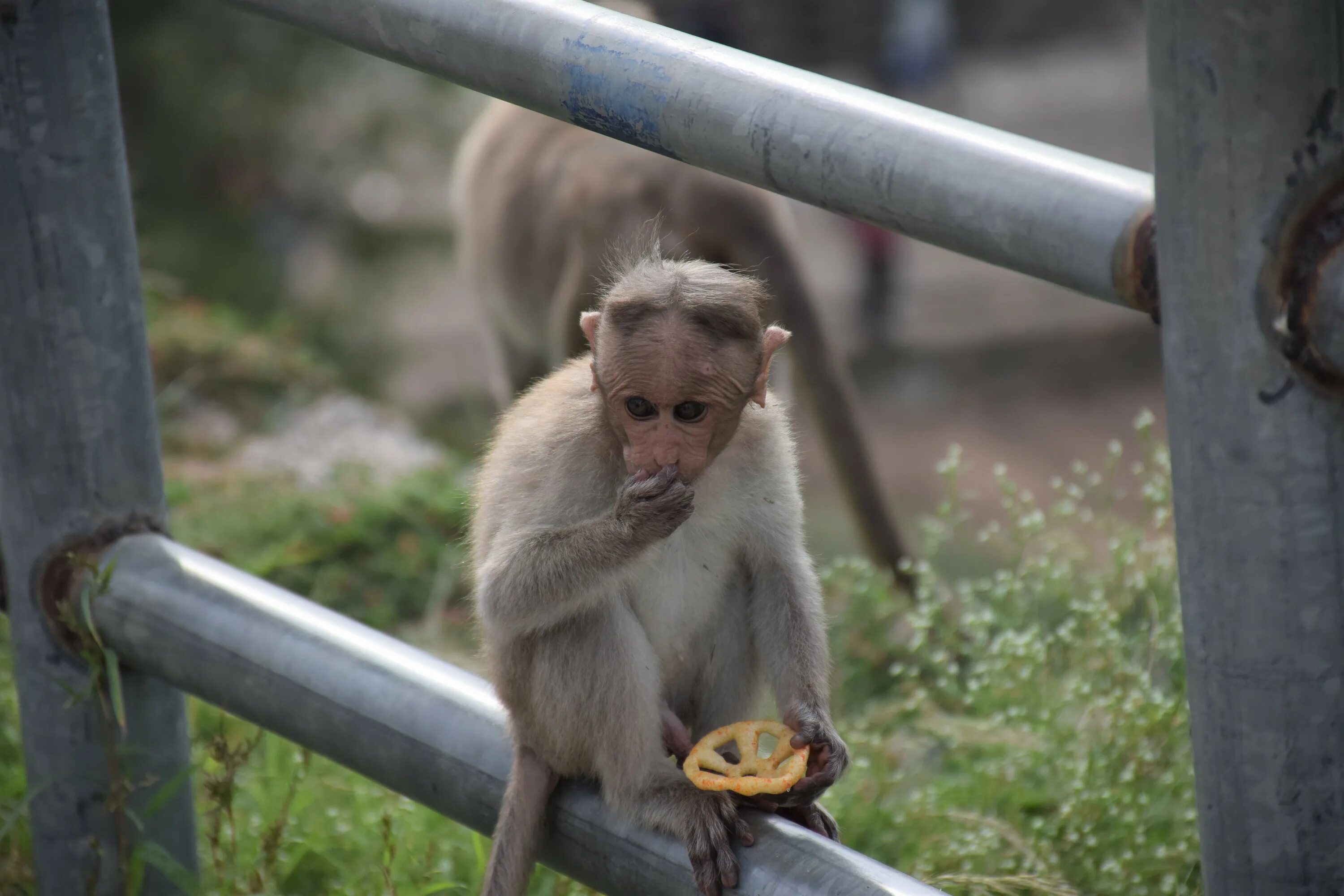 West video baby monkey