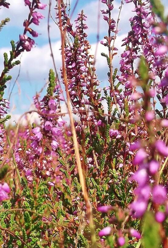 Auf der heide blüht. Люнебургская пустошь на карте. Erika herms niel 1939. Auf der heide blüht. Люнебургская пустошь германия.