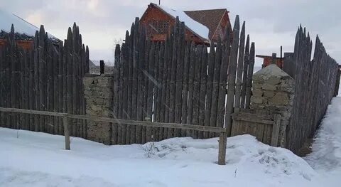Частокол елей виднеющийся в отсветах