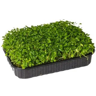 Плюсы микрозелени