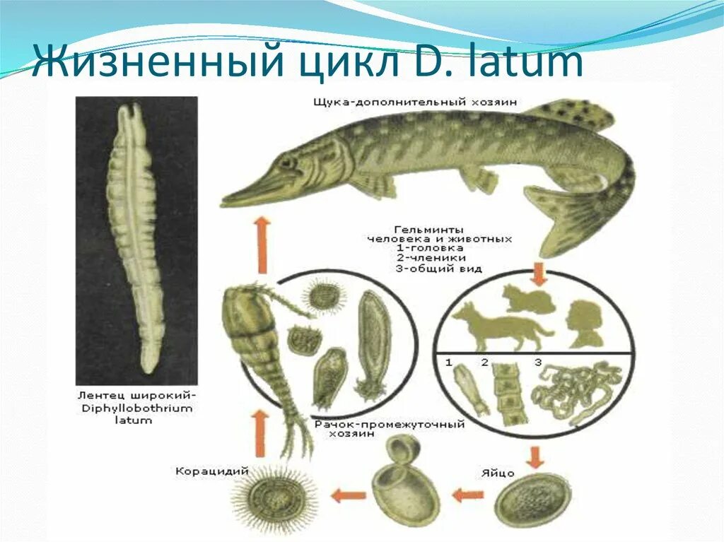 Diphyllobothrium latum цикл. Дифиллоботриоз цикл. Дифиллоботриоз жизненный цикл. Жизненный цикл широкого лентеца Diphyllobothrium latum.