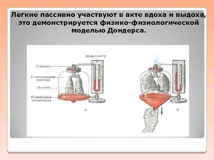 Модель которую впервые предложил голландский физиолог дондерс. Модель дыхания Дондерса. Модель Дондерса биология 8 класс. Модель Дондерса механизм вдоха и выдоха. Модель Дондерса механизм вдоха.