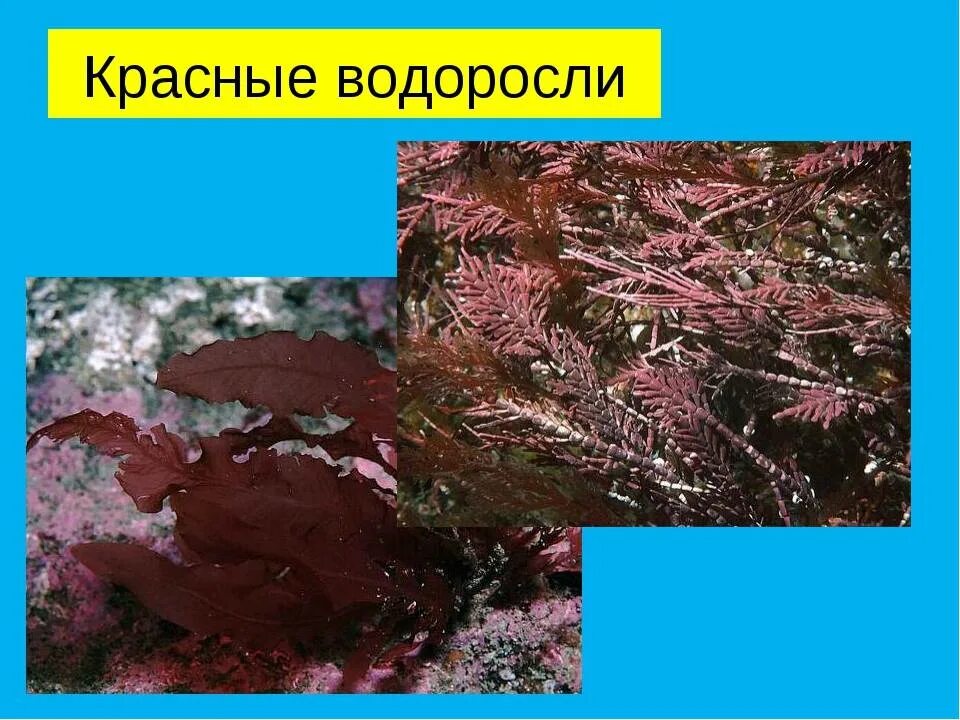 Красные водоросли биология 7 класс. Водоросли зеленые бурые красные. Красные водоросли 6 класс. Организм красных водорослей.