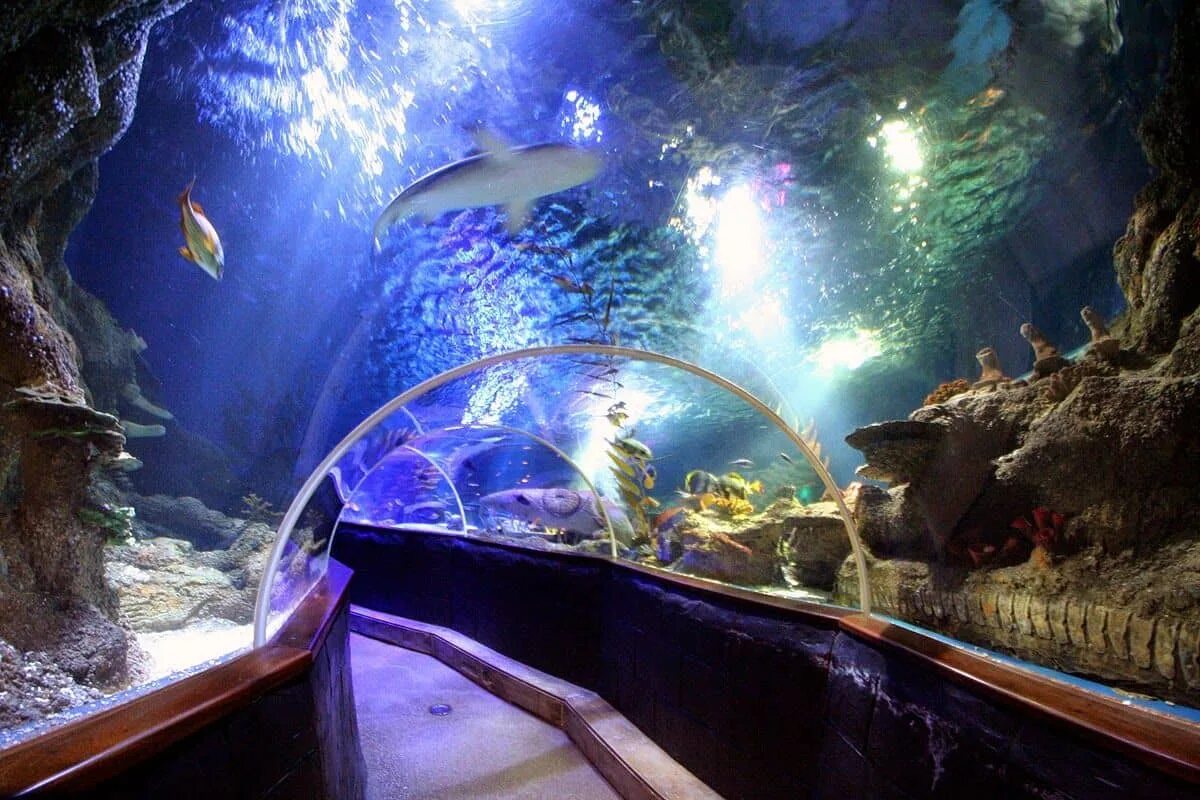 Отзыв sea life. Хельсинки аквариум Sealife. Океанариум в Хельсинки. Океанариум Нептун в Санкт-Петербурге. Океанариум Финляндия.