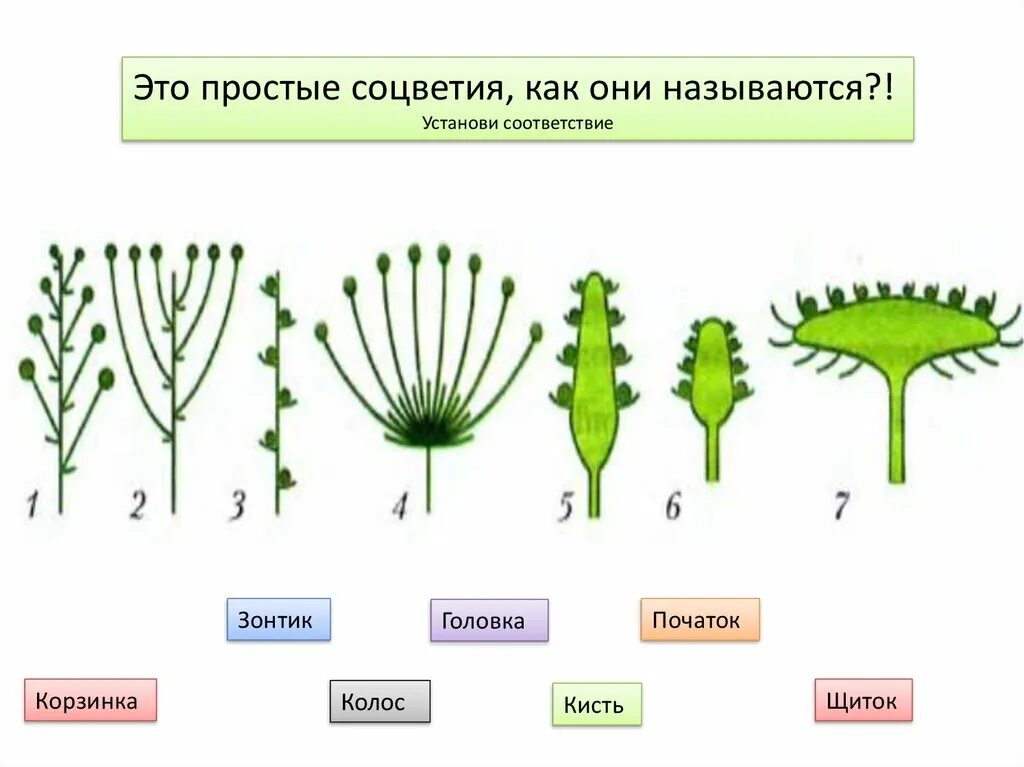 Тест цветок соцветие 6 класс. Рис соцветия биология 6 класс. Простые и сложные соцветия 6 класс биология. Соцветие строение 6. Простые соцветия.