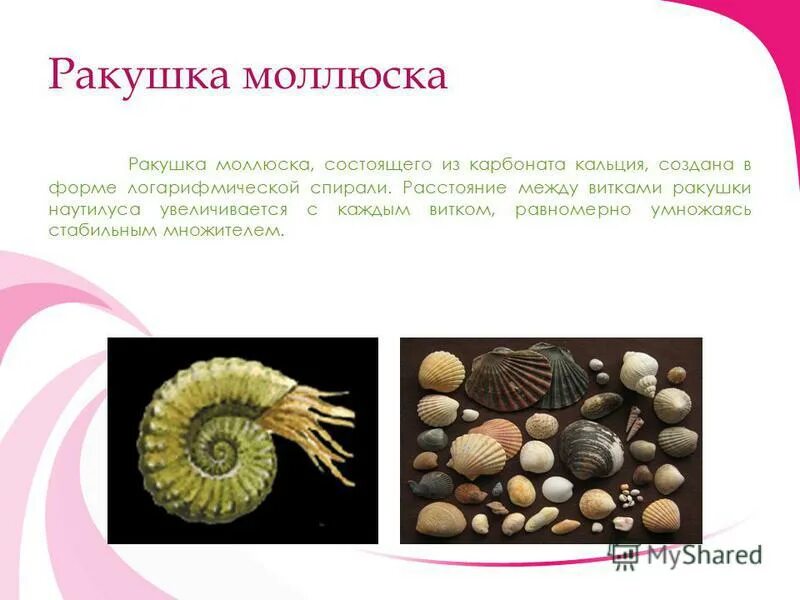 Раковина брюхоногих название. Строение раковины брюхоногих моллюсков. Половая система моллюсков. Ароморфозы двустворчатых моллюсков. Нога брюхоногих моллюсков.