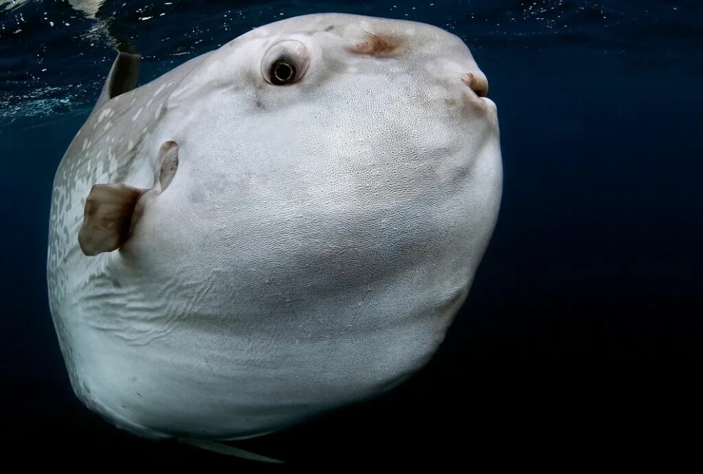 Рыба солнце сказка. Mola Mola рыба. Рыба Луна мола мола. (Mola Mola) рыба солнца. Рыба Луна это планктон.