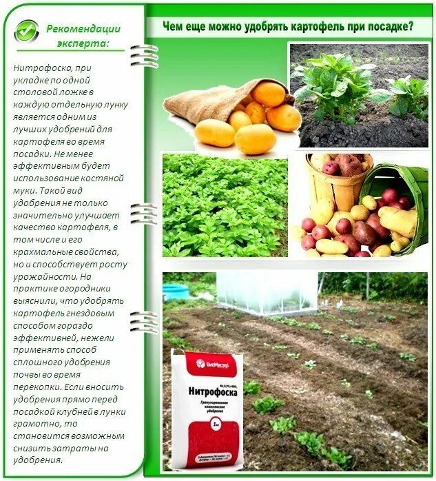 Удобрения используемые при посадке картофеля. Схема внесения удобрений для картофеля. удобрение для картошки при посадке. удобрение картофельный огород. удобрение весеннее для картофеля.