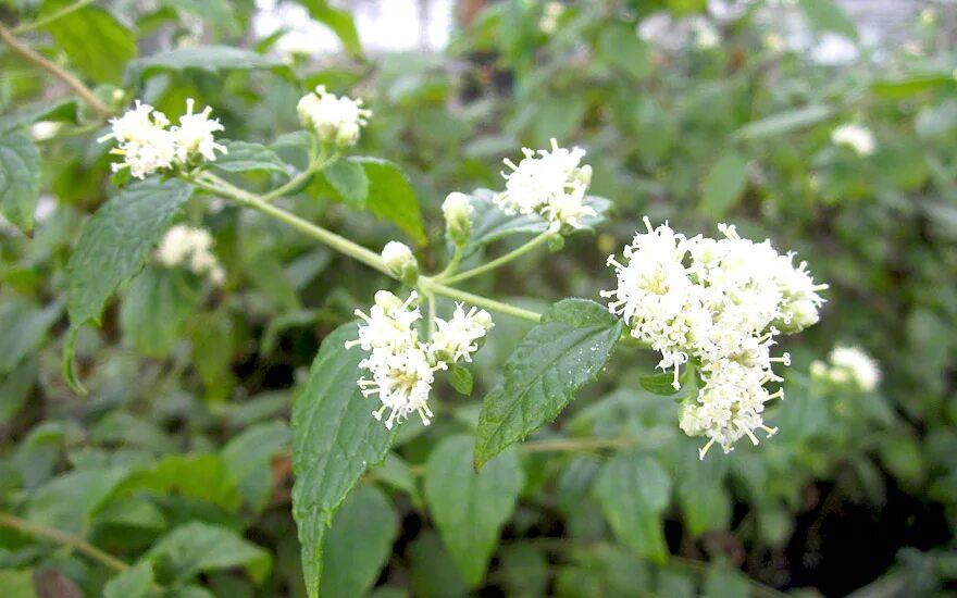 Калея закатечичи растение. Калея закатечичи листья бога. Калея закатечичи семена. Calēa zacatēchichi. Калея закатечичи фото.