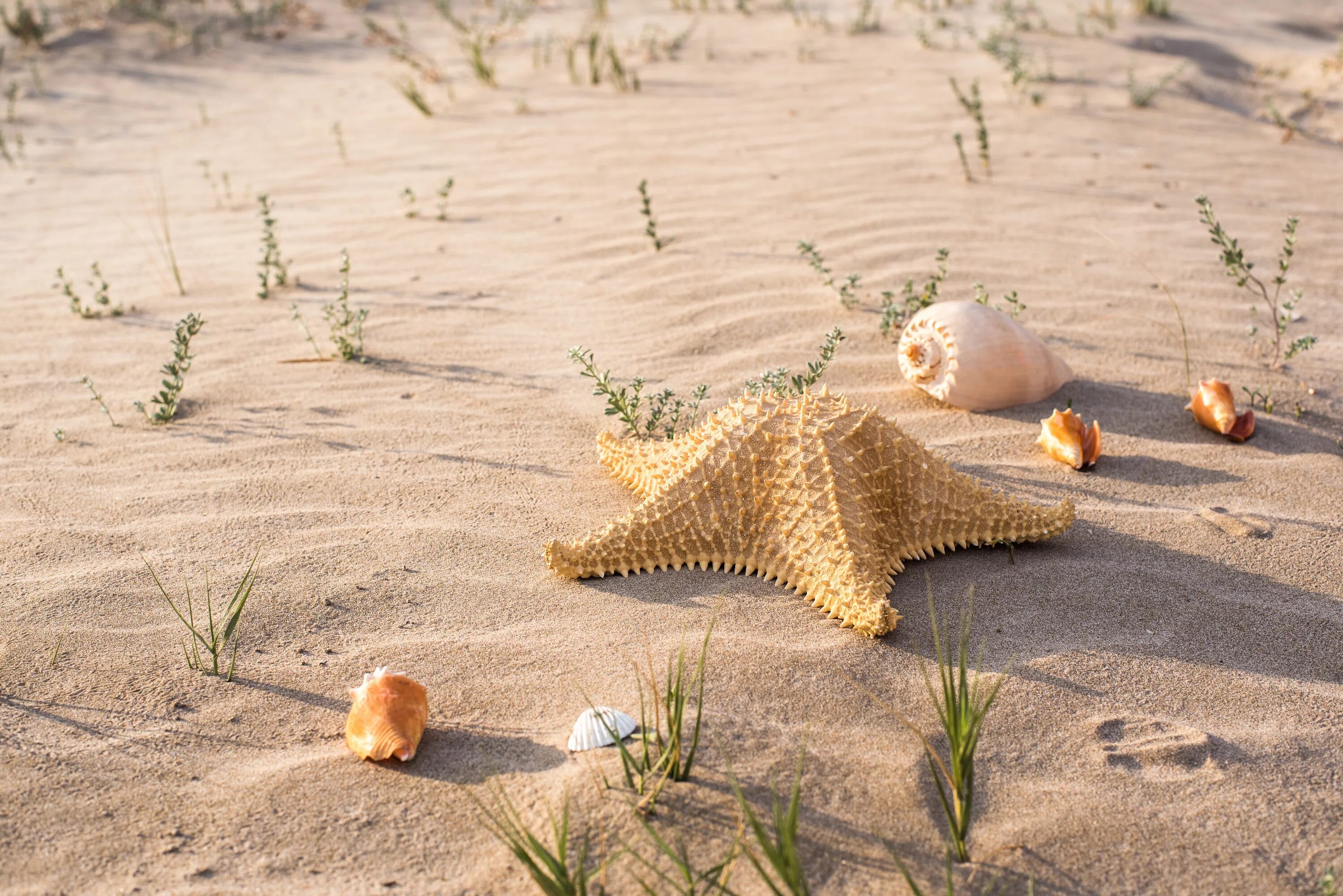 Ракушки морская звезда. Ракушки на песке. Море песок. Ракушки и морские звезды. Море песок ракушки.