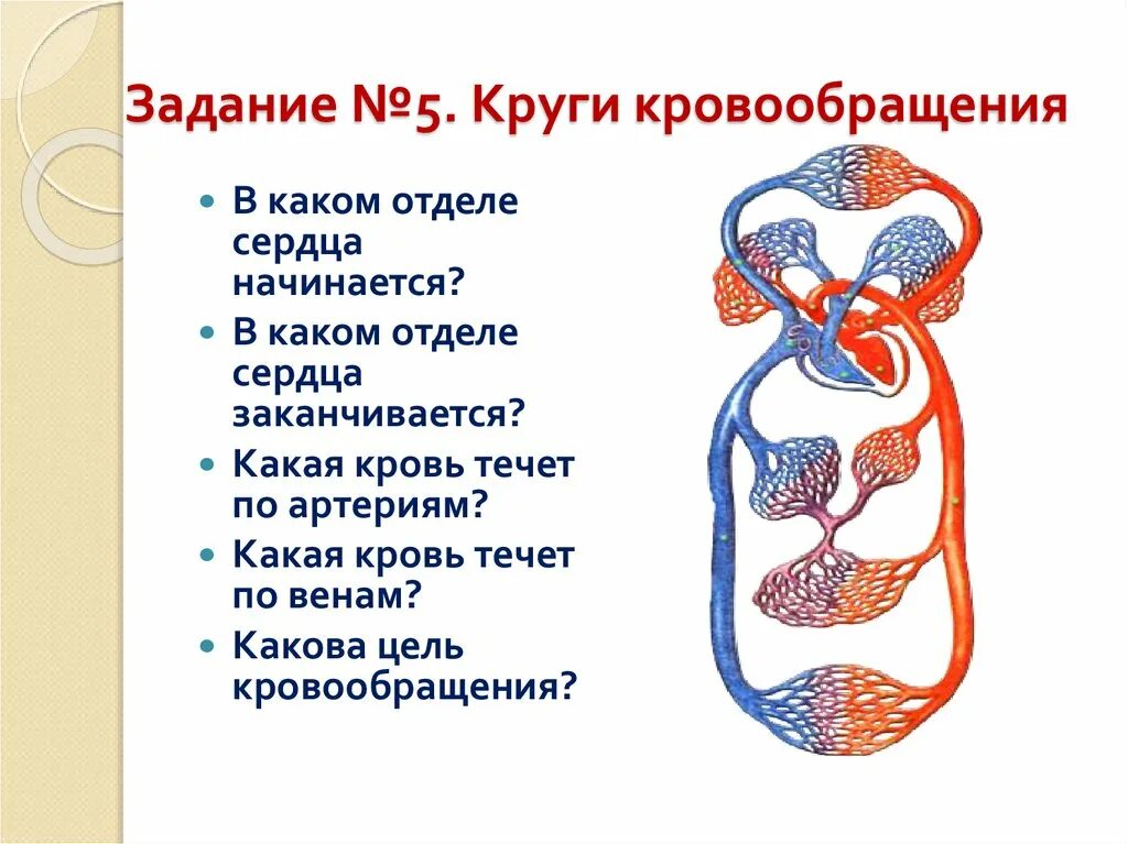 Контрольная работа кровь кровообращение. Движение крови по сосудам большого круга кровообращения схема. Малый сердечный круг кровообращения схема. Большой круг кровообращения схема. Строение кругов кровообращения.