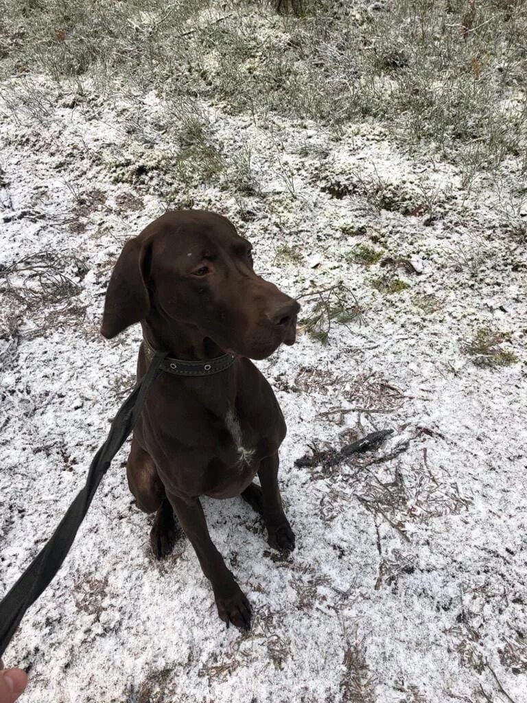 Потеряшка 2021. Авито смоленск собаки. Потеряшка 2021. Пропала собака курцхаар. Потеряшки новосибирск.