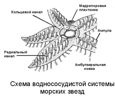 У морской звезды есть вторичный рот