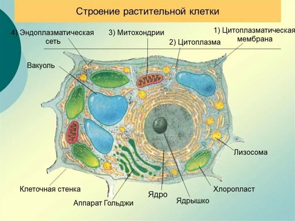 Клеточная стенка растительной клетки. Строение клетки. Модель растительной клетки. Хлоропласты в животной клетке.