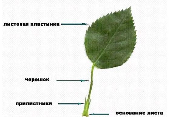 Лист внешнее строение листа 6 класс биология. Черешки побеги прилистники. прилистники листа березы. строение прилистника. листья с прилистниками.