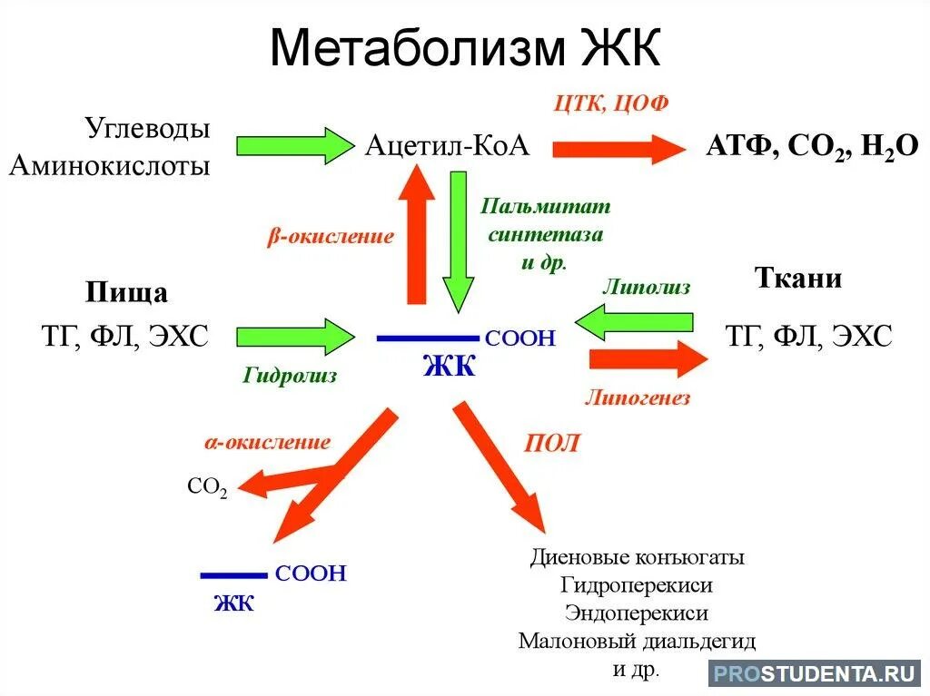 Энергетический обмен ацетил КОА. Метаболизм ацетил КОА биохимия. Липолиз и липогенез биохимия. Мет бол.