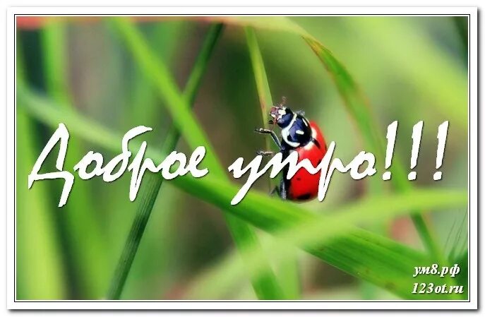Открытка Доброе утро