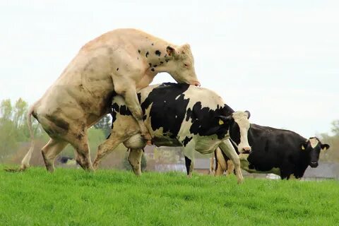 Free Download Original grass, meadow, cow, cattle, herd, pasture, grazing, ...